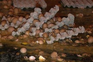 Egg war France.jpg